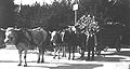 Güterverkehr mit einem Holzwagen mit zwei Kühen und einem Pferd, Schwarzwald 1924