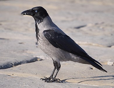 Hooded crow (Corvus cornix) at Gulf of Trieste. Visible almost closed translucent third eyelid
