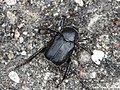 Hoplia graminicola (Fabricius, 1792)