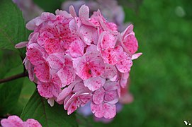 Hortensia rose tacheté