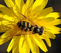 Female Dasysyrphus albostriatus (Syrphidae)