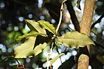 Smámynd fyrir Hoya ovalifolia