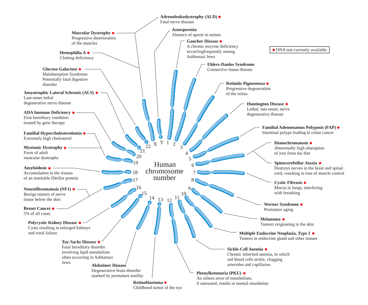 File:Human chromosome diseases set en.svg - Wikipedia dot sequence diagram example 