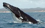 Thumbnail for Whale watching in Australia