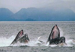 Pair of humpback whales lunge feeding Humpback lunge feeding.jpg