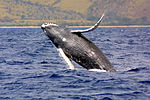 תמונה ממוזערת עבור לווייתני ענק