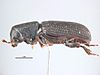 black pine bark beetle (Hylastes ater)