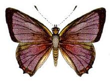 Hypochrysops epicurus (ento-csiro-au).jpg