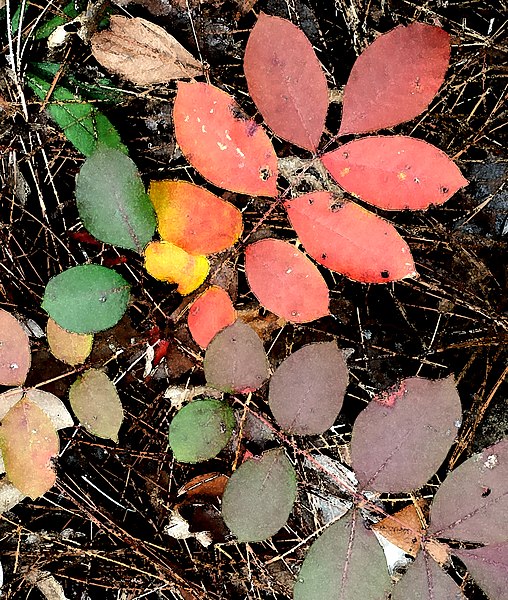 File:INDIAN RIVER REC AREA NATURE TRAIL(11-01-2016) indian river, alexander state forest, evangeline parish, la -20 (31247016410).jpg