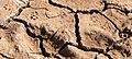 ISR-2016-Makhtesh Ramon-Cracked earth 04 (with animal tracks).jpg