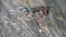 File:Ichneumon Wasp (Xorides calidus) Ovipositing.webm