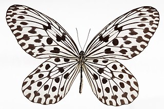 <i>Idea hypermnestra</i> Species of butterfly