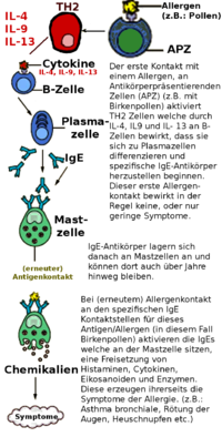 Vorschaubild für Immunglobulin E