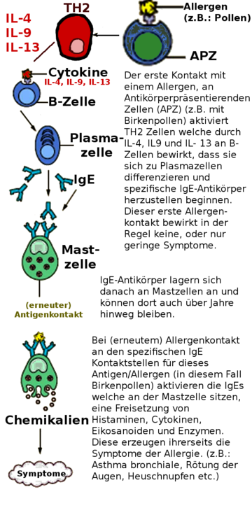 Immunglobulin E