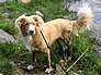 Animal: Nova Scotia Duck-Tolling Retriever