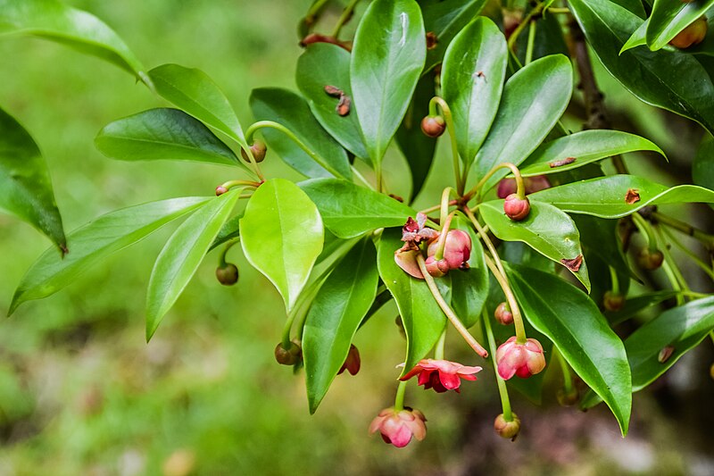 File:Illicium henryi in Hackfalls Arboretum (3).jpg