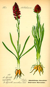 plate 147 A Nigritella angustifolia Gymnadenia nigra