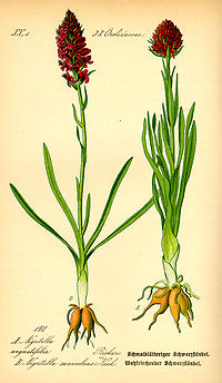 Illustration_Nigritella_suaveolens0.jpg