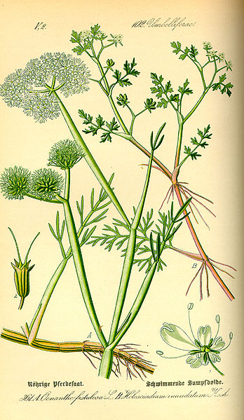 File:Illustration Oenanthe fistulosa0.jpg