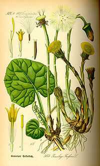 Illustration_Tussilago_farfara0.jpg