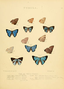 Lepidoptera 67.jpg kunduzgi rasmlari