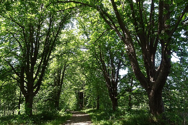 File:Im_Mörsbacher_Grund_von_Darmstadt-Arheilgen,_Rosskastanien-Allee.JPG