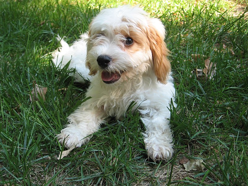 File:Image-Cavapoo puppy.JPG