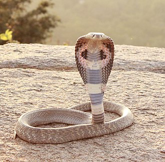 330px-Indian_Cobra%2C_crop.jpg