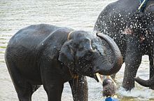 Elephants bathing at Mudumalai National Park's elephant camp Indian Elephants.jpg