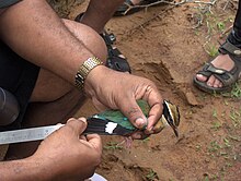 A bird being measured at Point Calimere Indianpitta ringed at kodikkarai.jpg