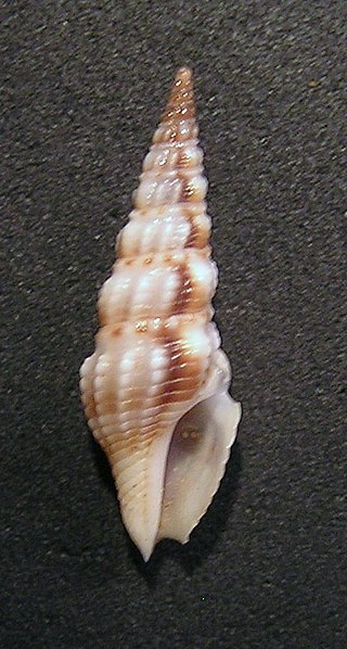 <i>Inquisitor isabella</i> Species of gastropod