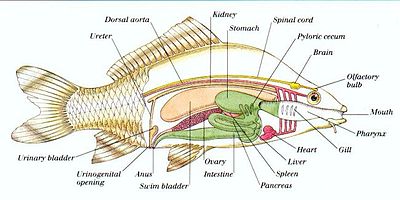 Schéma ukazující vnitřní anatomii obecné kostnaté ryby