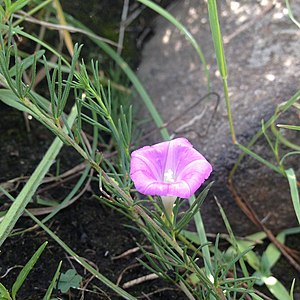 Ipomoea capillacea.jpg