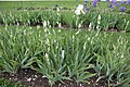 Iris Germanica 'White Tower'