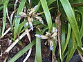 Iris foetidissima