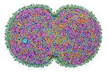 Scientifically accurate watercolor painting of JCVI-syn3A during cell division made by David Goodsell in 2022. JCVI-syn3A is a genetically modified version of Mycoplasma mycoides created by the J. Craig Venter Institute. JCVI-syn3A Minimal Cell, 2022.tif
