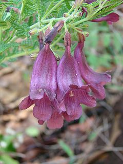 <i>Jacaranda ulei</i> Species of tree