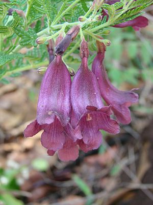 Jacaranda ulei flower.jpg