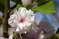 Japan-blueten-kirsche-2.jpg