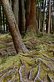 Image 875Japanese cedars (Cryptomeria japonica) at Lagoa das Furnas, São Miguel Island, Azores, Portugal