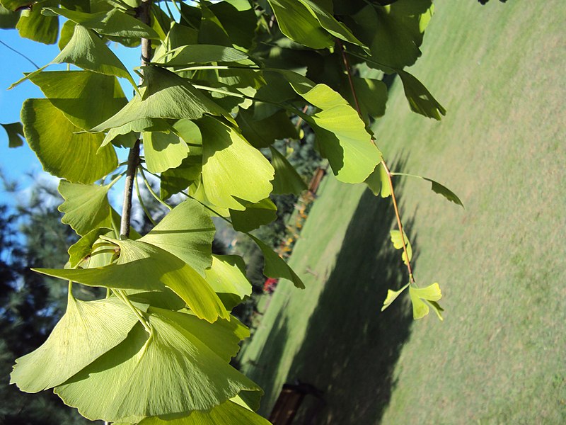 File:Jawaharlal Nehru Memorial Botanical Gardens, Srinagar 14.JPG