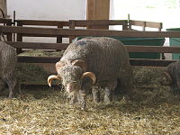 Rambouillet sheep