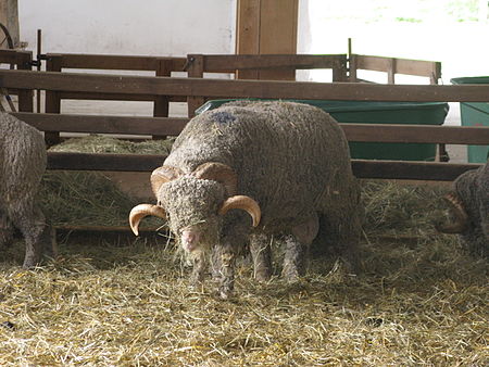 Cừu Rambouillet