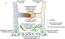 A model forSsMYRV4-mediated horizontal transmission Journal.ppat.1006234.g007.png