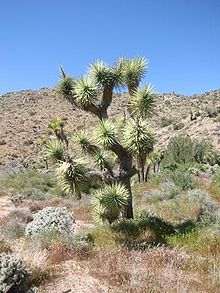 Yucca brevifolia in Joshua Tree National Park Jtree.jpg