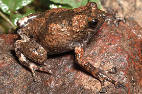 Afbeeldingsbeschrijving Kaloula kalingensis (KU 330273) uit bossen onder de krater van de berg Cagua - ZooKeys-266-001-g034.jpg.