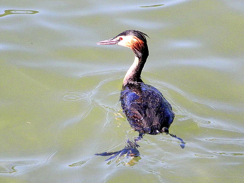 File:Katzensee - Podiceps cristatus - Strandbad 2012-06-17 17-20-22 (P7000).JPG