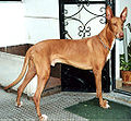 National animal - Pharaoh Hound (il-Kelb tal-Fenek)