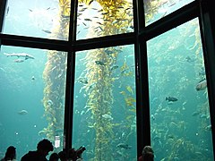 10m deep Monterey Bay Aquarium tank has acrylic windows up to 33 cm thick to withstand the water pressure