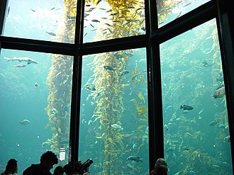 10-meter (33-foot) deep Monterey Bay Aquarium tank has acrylic windows up to 33 centimeters (13 inches) thick to withstand the water pressure KelpAquarium.jpg